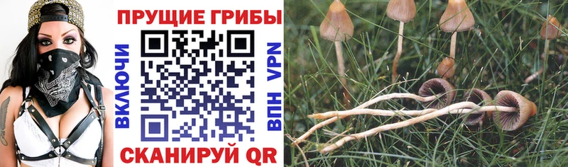 Псилоцибиновые грибы Magic Shrooms Карабаш